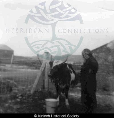 Catherine Ann Macdonald, 9 Keose Glebe, milking the cow